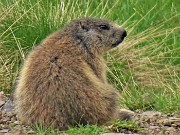 64 Marmota marmota (Marmotta delle Alpi) in osservazione